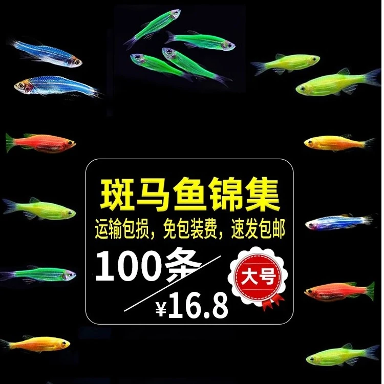 红蓝蝶翼斑马鱼活体小型观赏鱼耐活荧光冷水鱼群游淡水热带鱼苗