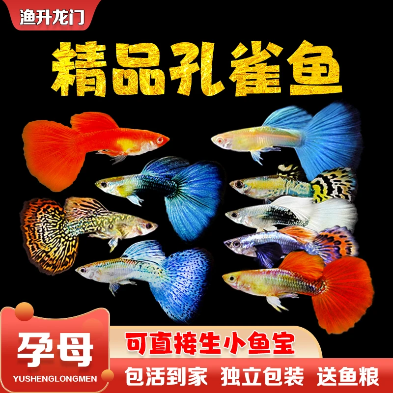 孔雀鱼淡水活体小鱼精品纯种热带胎生鱼冷水鱼凤尾鱼冷水鱼观赏鱼