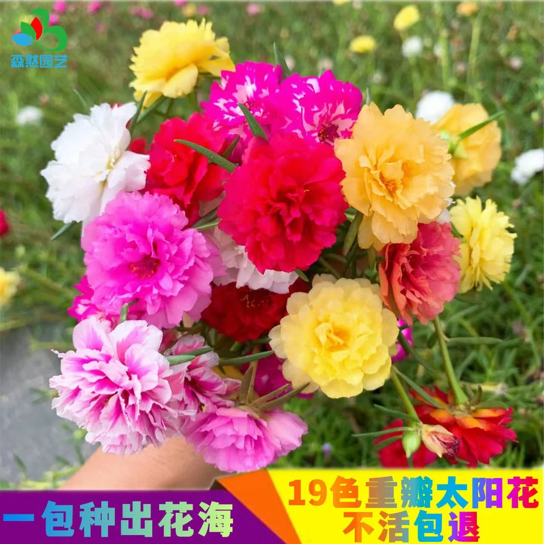 西藏包邮太阳花种子混色多层大花型好养易活花种籽室内外阳台盆栽