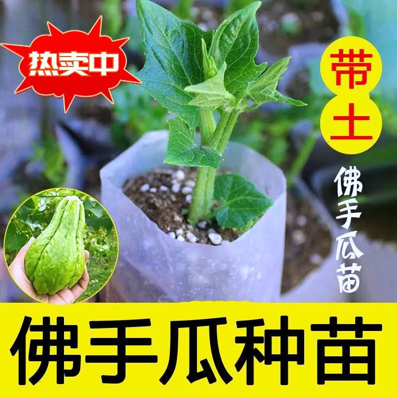 发货佛手瓜种苗秧苗蔬菜苗种子庭院田园盆栽四季好养瓜苗幼苗爬藤