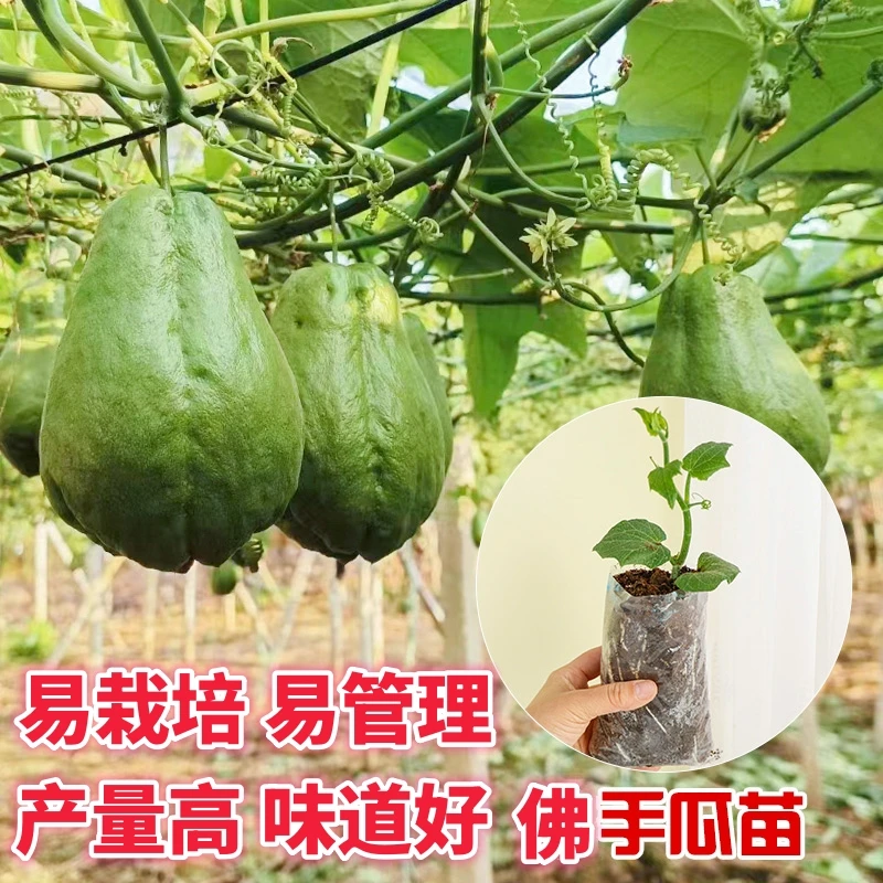 【帶芽发货】精品发芽成活苗秧瓜带根种苗带土佛手瓜种子瓜苗扶手瓜