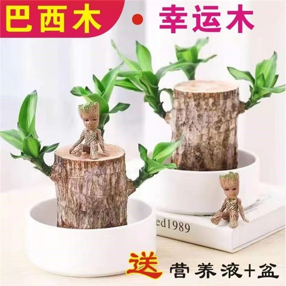 巴西木巴坦木水养幸运木水培花卉室内阳台办公桌四季常青盆栽绿植