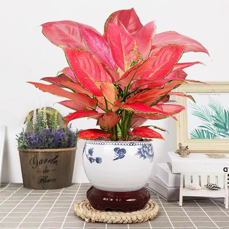 如意皇后吉利红盆栽绿植室内吸甲醛小家居懒人水培植物好养易成活