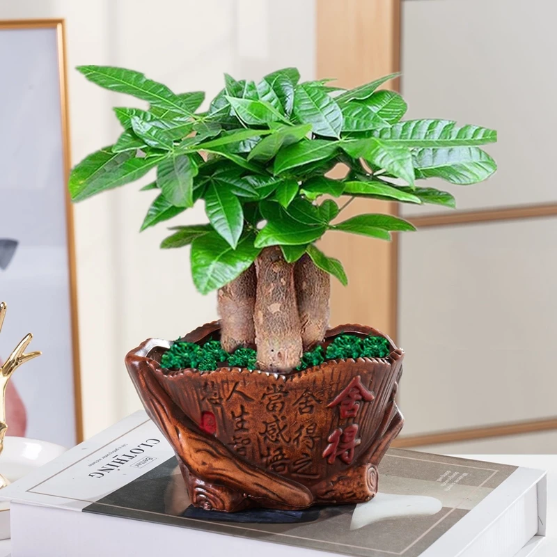 发财树盆栽植物室内客厅绿植小盆景四季常青办公室绿植盆栽室内