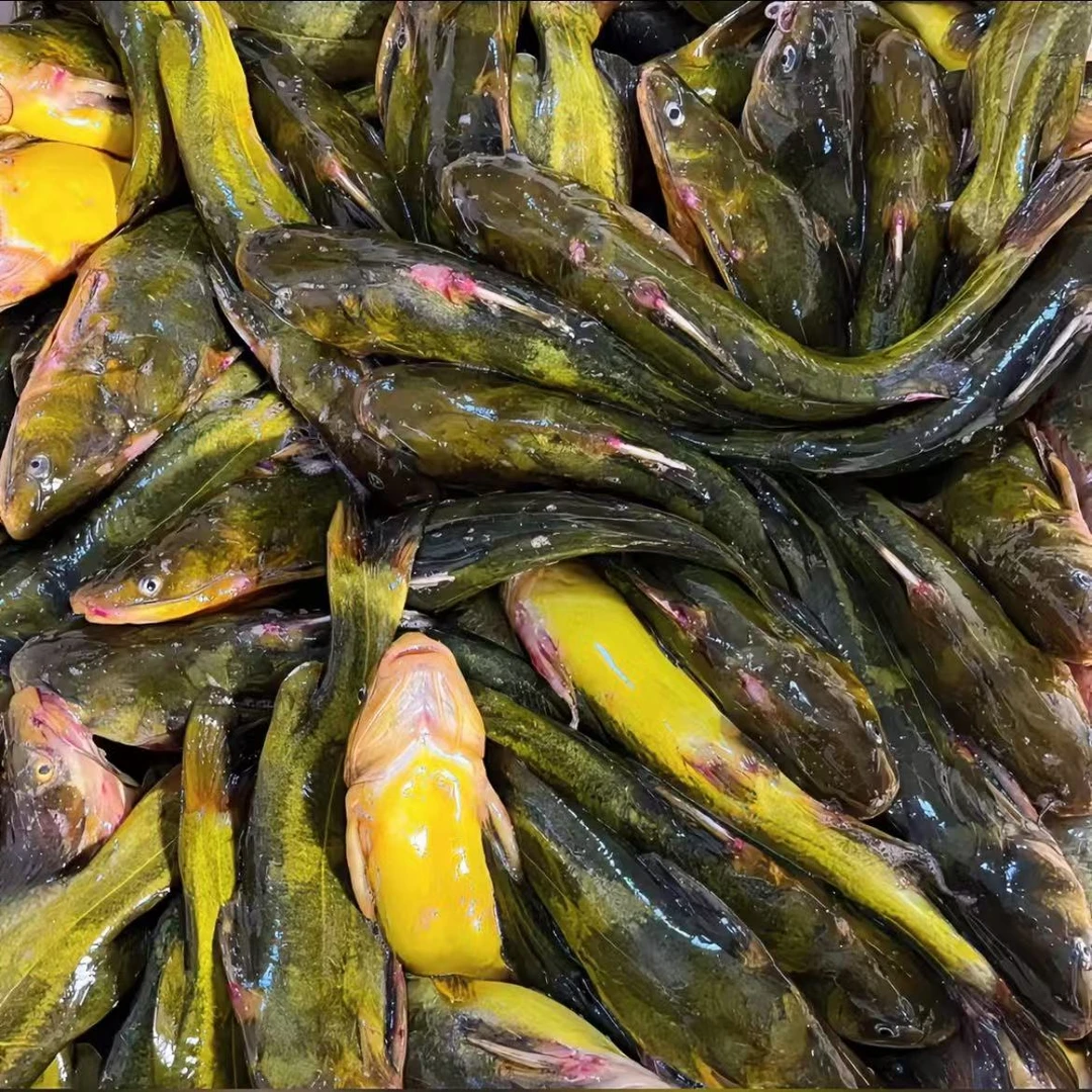 东北野生嘎牙鱼  5斤 鲜活冷冻  坏了包赔