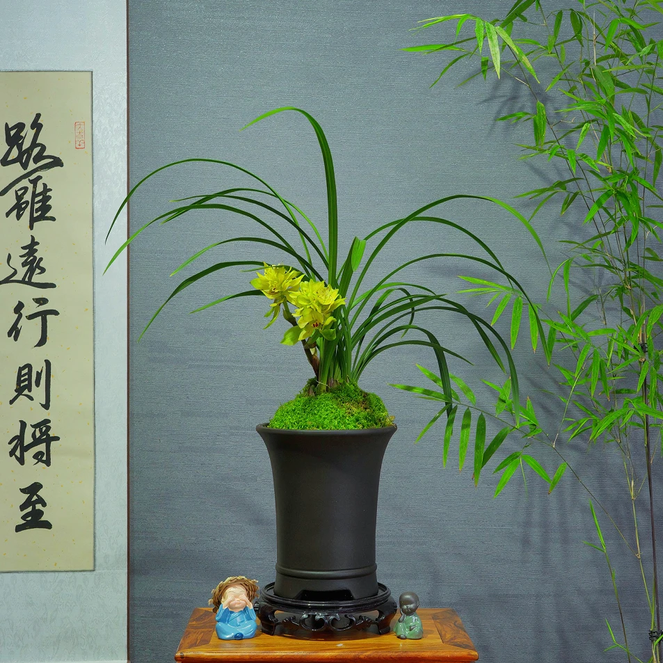 兰花春兰[黄金万两]浓香型带陶瓷盆种好勤花勤芽好养易活