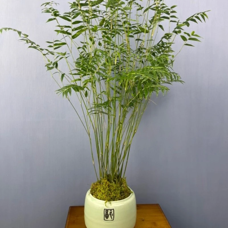 大枞林观音竹凤尾竹一年四季常绿适合室内种养陪盆栽好
