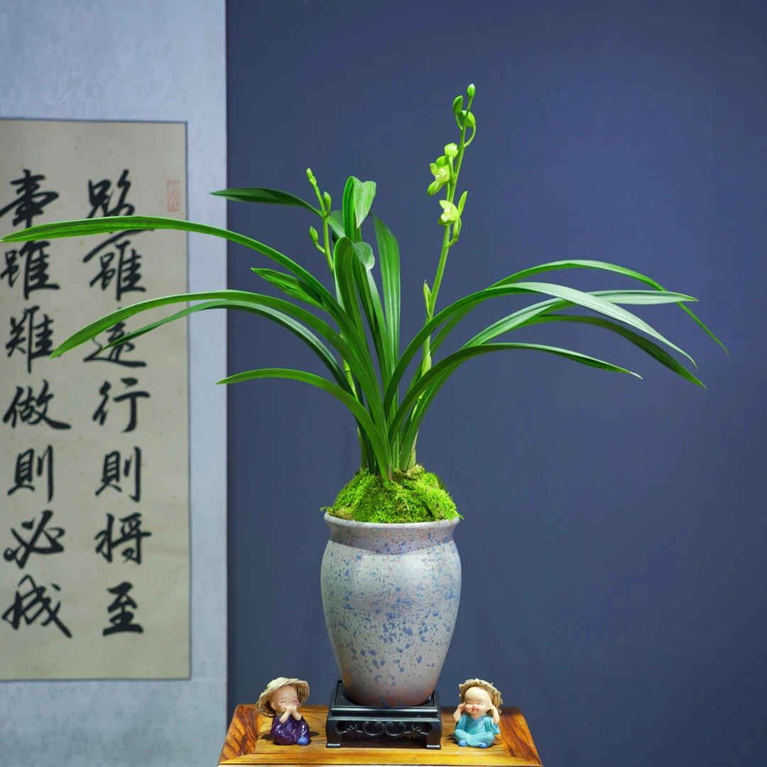 兰花[洛阳素荷]浓香型带陶瓷盆种好勤花勤芽好养易活