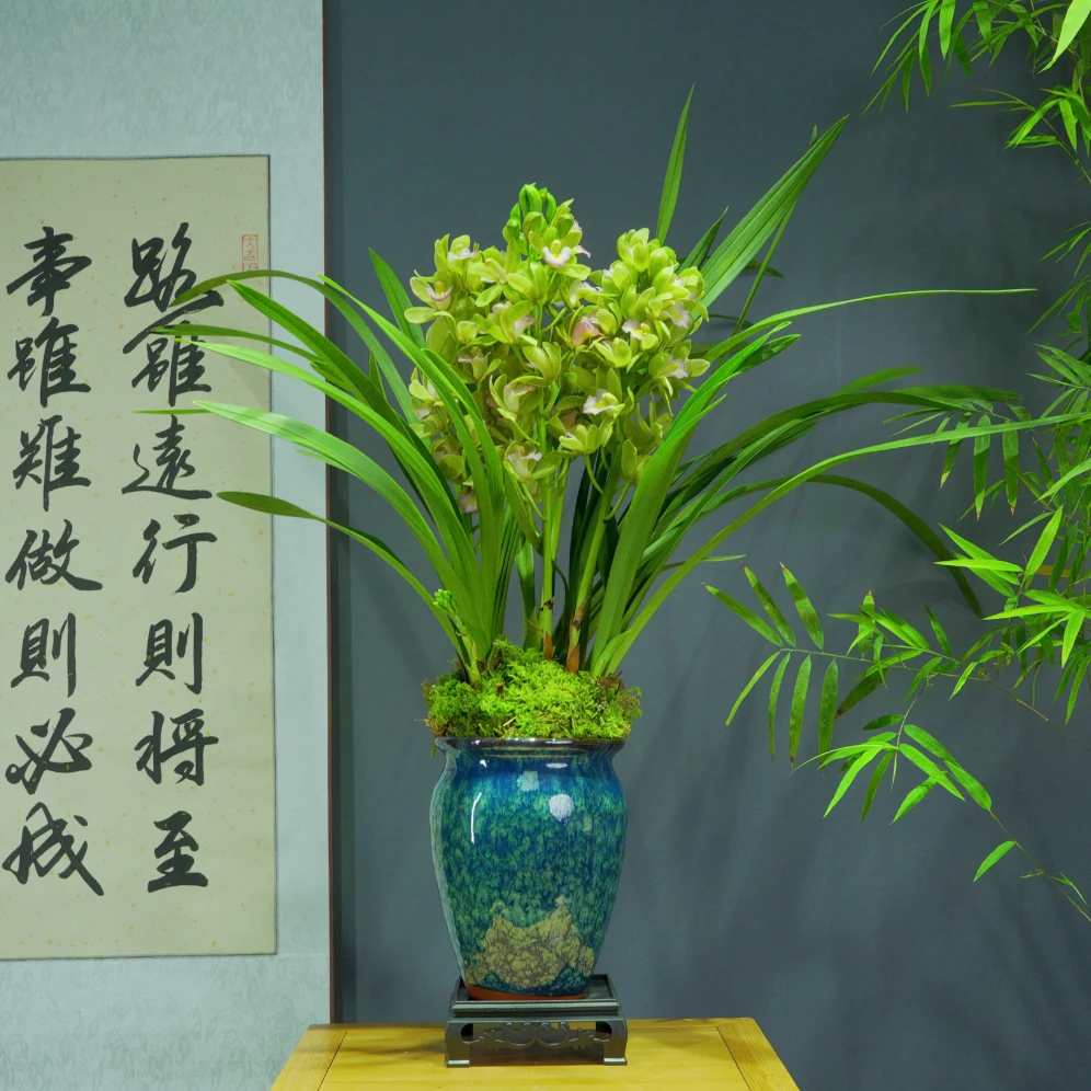 兰花[锦上添花]浓香型带陶瓷盆种好勤花勤芽好养易活
