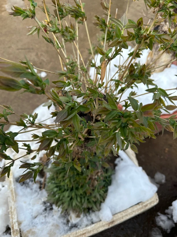 香山红叶黄栌爱心果棠梨雀梅黄金朴