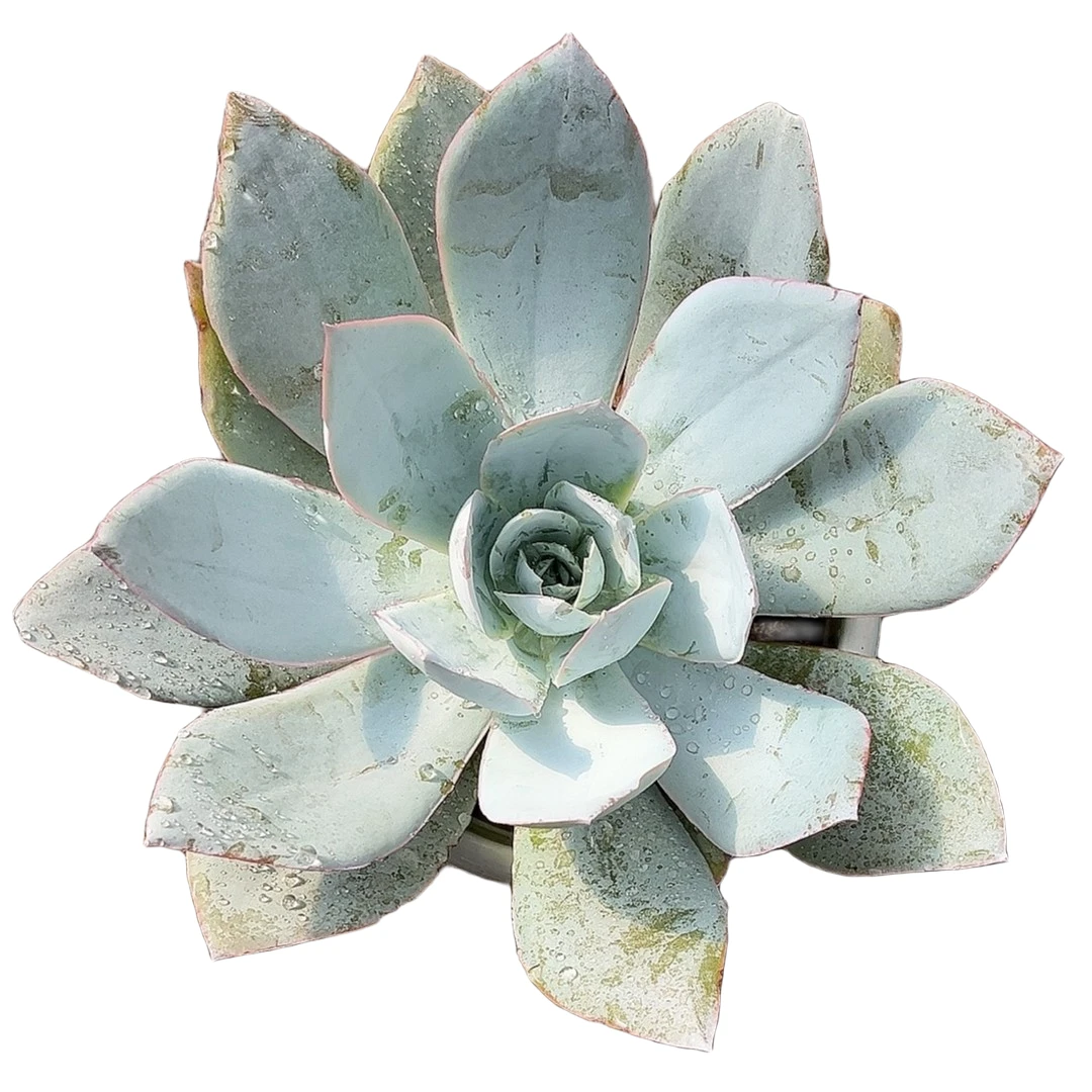 广寒宫 阿大阿三多肉 直播间标准发货多肉植物产地产品