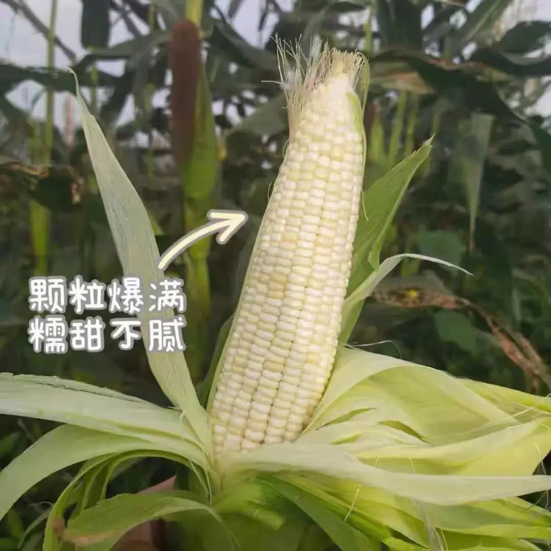 潮汕自家种植新鲜白糯玉米现摘粘玉米棒非即食玉米带壳非转基因