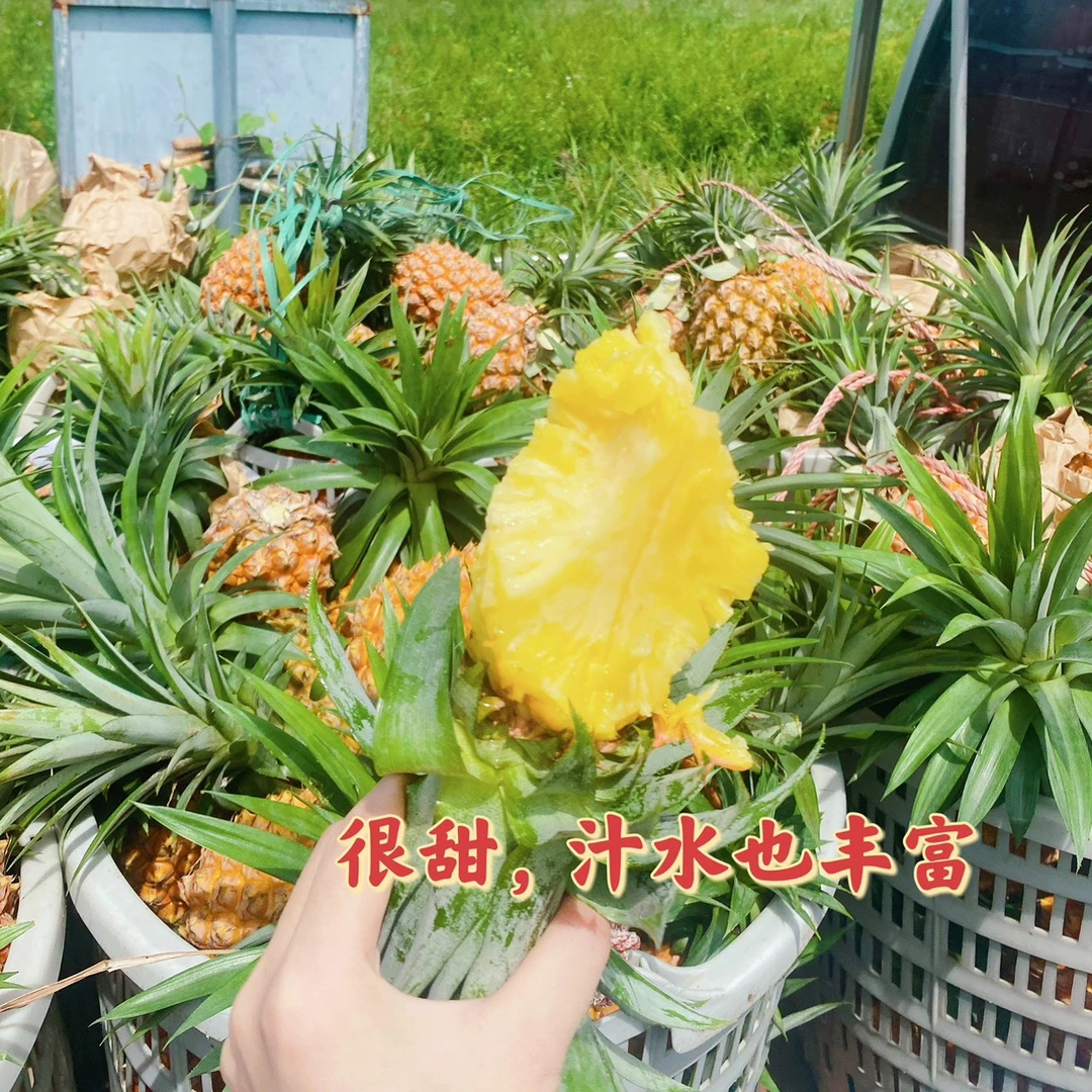 潮汕自家种植超甜现摘金钻凤梨新鲜应季水果手撕无眼菠萝5斤包邮