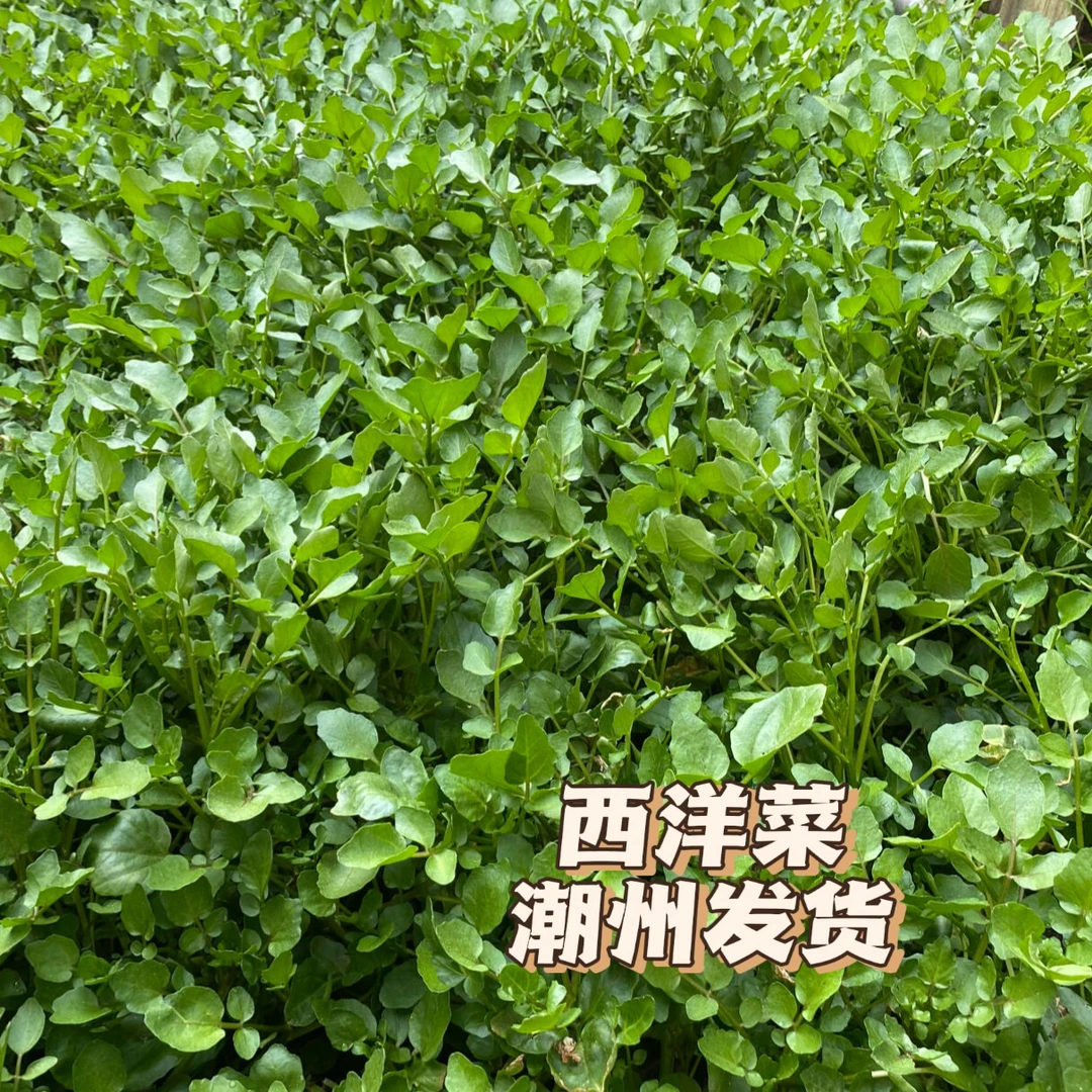 潮州西洋菜豆瓣菜广东西洋菜新鲜水芥菜农家高山冷凉鲜蔬菜