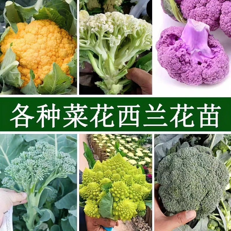 秋季菜花蔬菜苗西兰苔白花菜松花菜紫甘蓝绿包菜西兰花牛心甘蓝