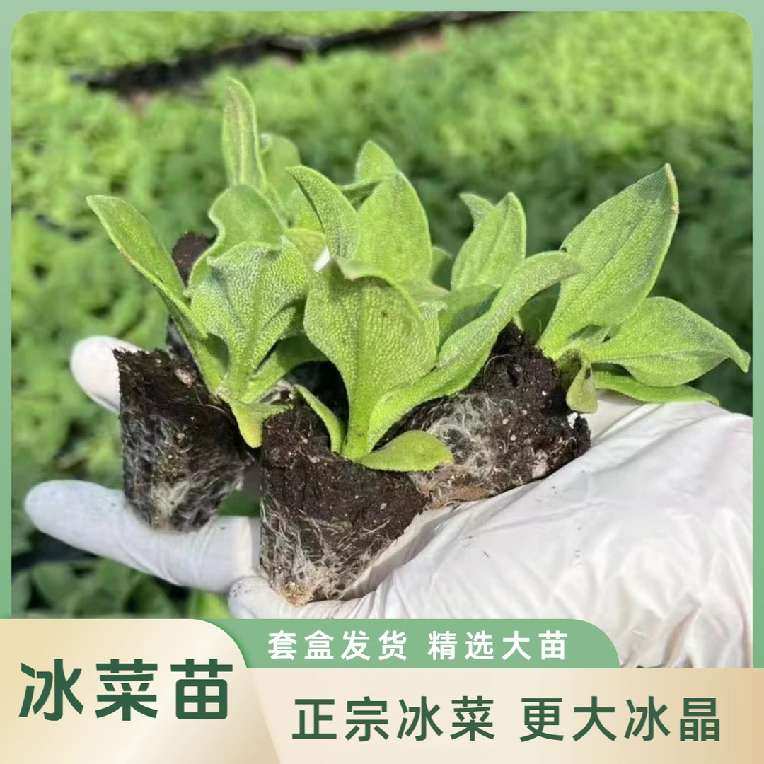 【大叶冰菜苗】厚叶冰菜苗颗粒冰菜苗植物盐冰草秧苗套盒冰菜苗