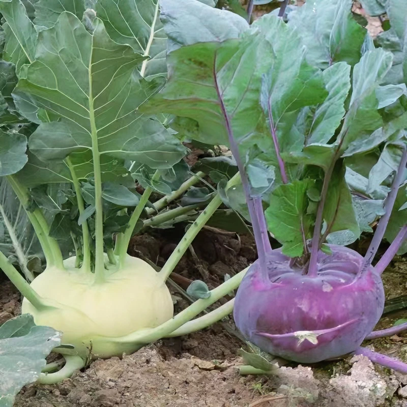 水果苤兰苗青苤兰苗球茎甘蓝苗紫兰蓝苗阳台种植丕篮苗球形甘蓝苗