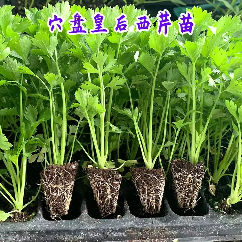 四季小香芹西芹脆嫩小香芹秧苗白芹红芹玻璃芹菜地栽盆栽有机育苗