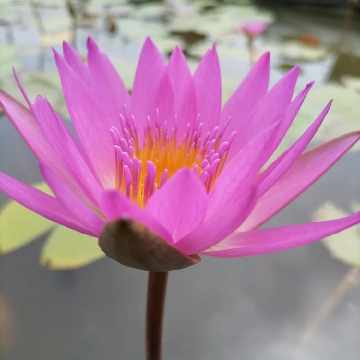 【带花苞】鲁比绿植花卉四季常青室内盆栽阳台