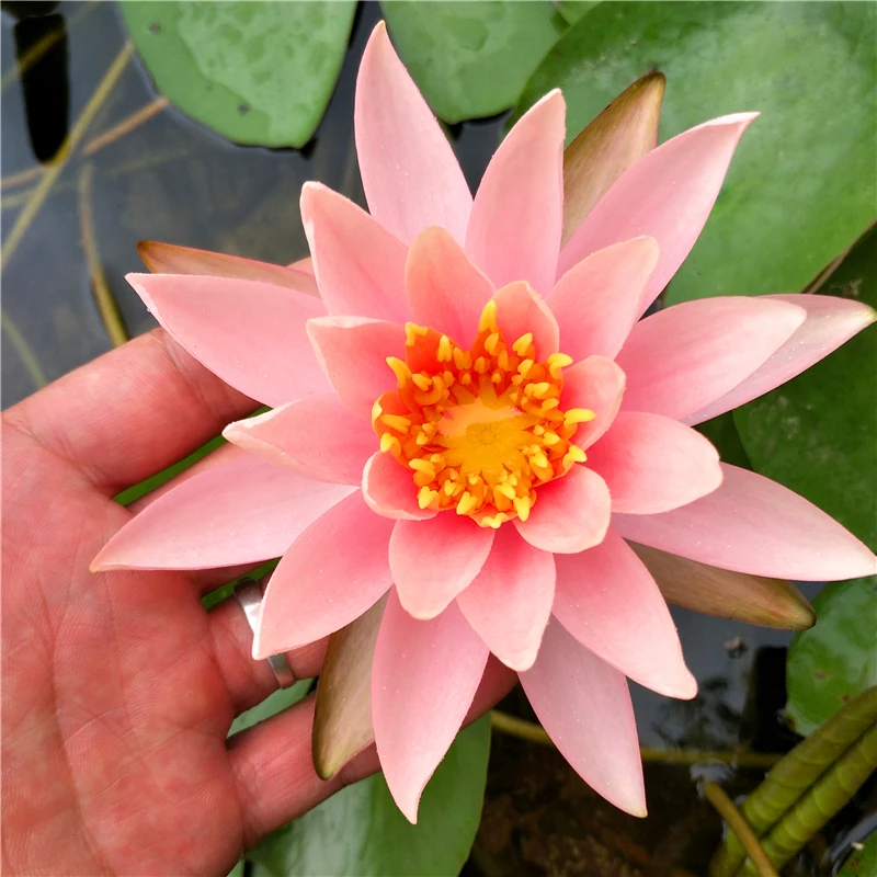 【带花苞】科罗拉多睡莲花苗水培水养池塘花卉绿植水生植物庭院