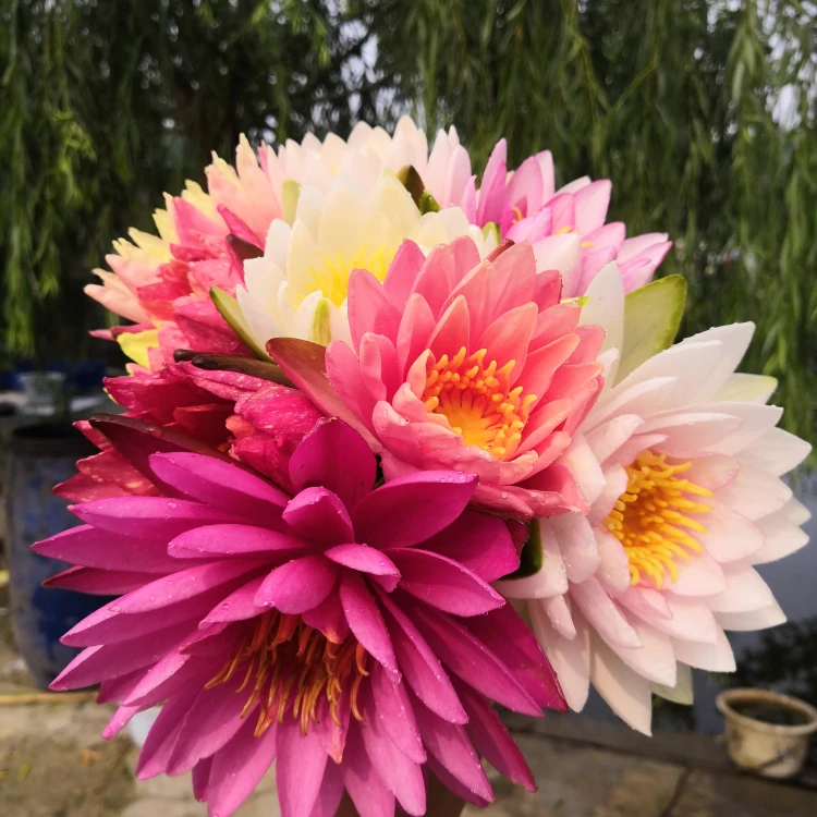 【带花苞】睡莲花苗绿植花卉四季常青室内盆栽阳台