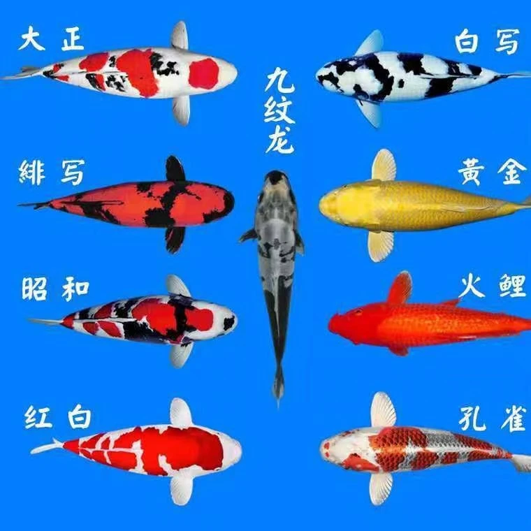 锦鲤 观赏鱼 淡水冷水  蝴蝶 黑黄白 渔场包邮