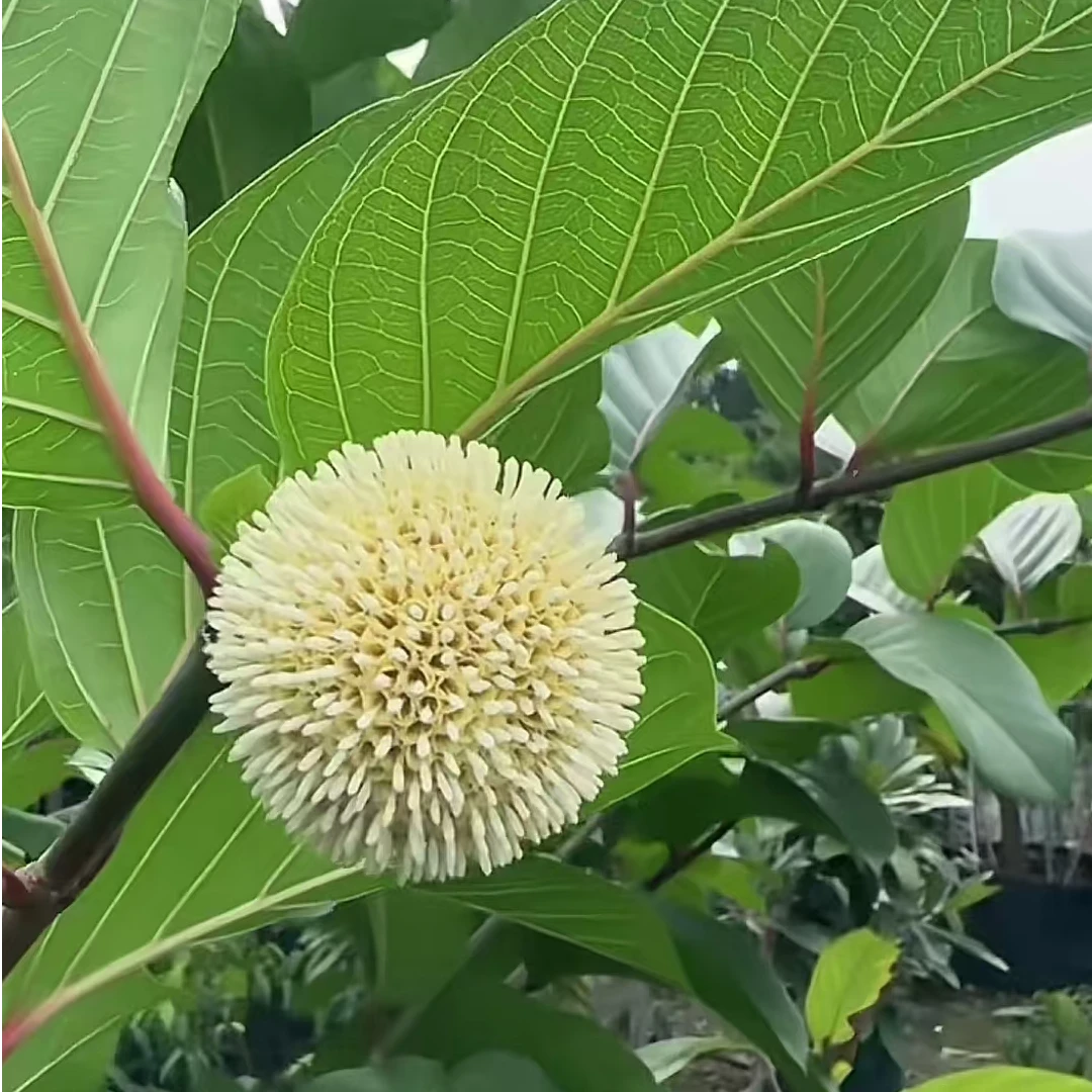 新品种非洲桃 一年两到三季 可盆栽地栽 带土发货 好管理好种植