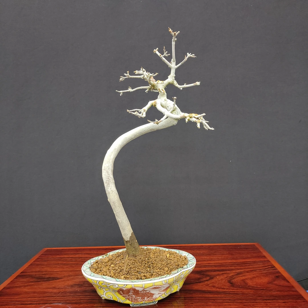 进口唐枫盆景盆栽庭院露台绿植办公桌茶台电脑一手托唐火火