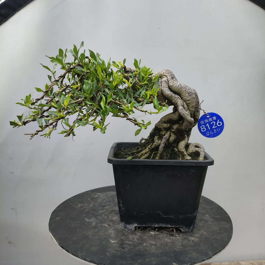 喜黛玉栀子花盆景盆栽一手托把玩茶台电脑