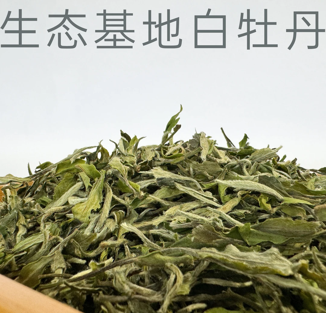 【老施家的茶】高山白牡丹-2023年头春头采白牡丹!
