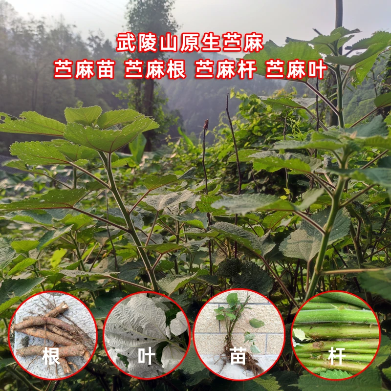 武陵山现挖新鲜苎麻苗 苎麻根苎麻杆子 苎麻叶中草药麻叶野麻包邮