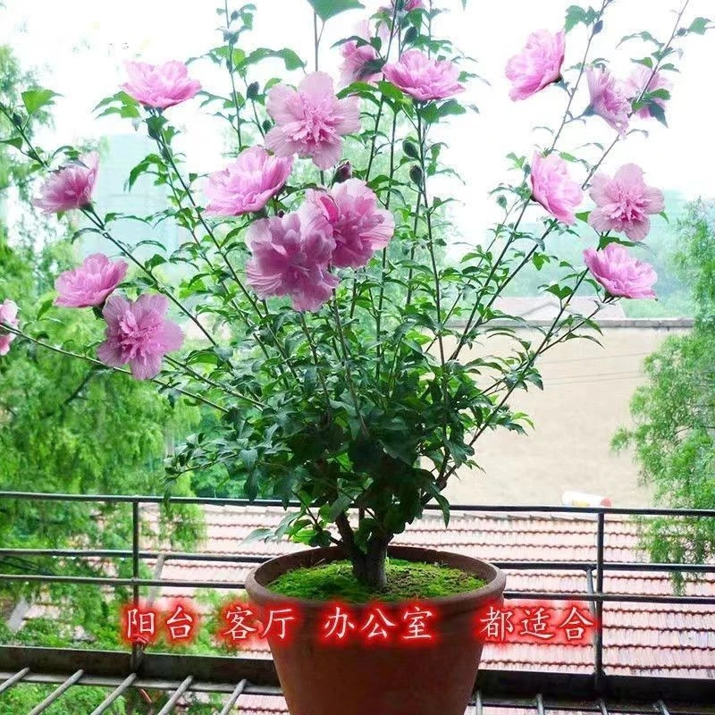 玫瑰木槿优雅可食用棒棒糖木槿花重瓣大花阳台庭院盆栽耐热抗寒