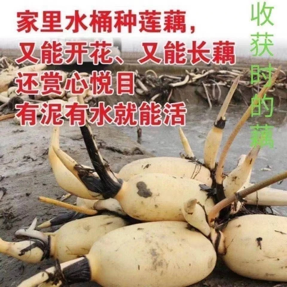 食用莲藕种苗粉藕脆藕浅水藕四季荷花苗盆栽大型观赏池塘莲藕带芽