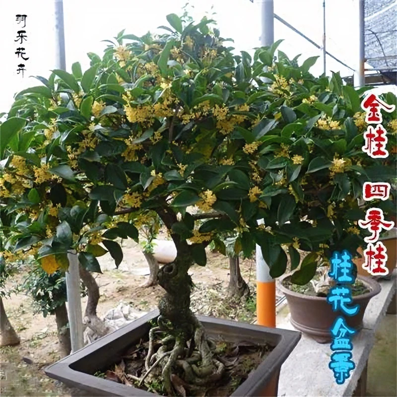 桂花树苗浓香型庭院四季常青室内外南北方种植花卉【一物一拍】