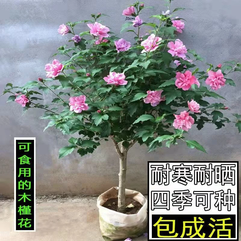 食用木槿花棒棒糖耐寒耐晒阳台庭院丹麦木槿开花带花苞扶桑花重瓣
