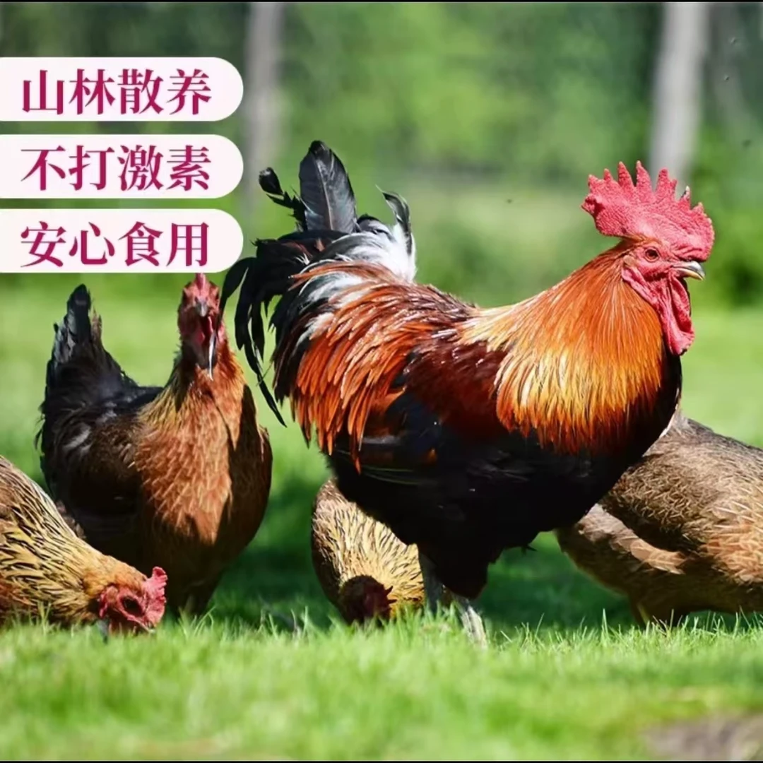 改价链接  农村散养土鸡土鸭土鹅/纯粮食喂养