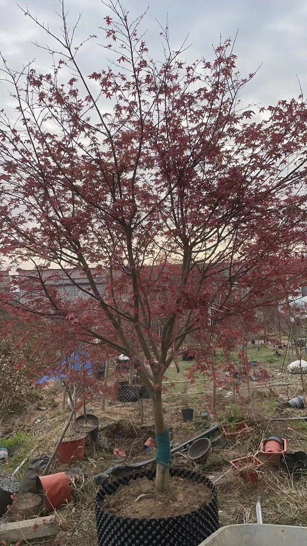 红枫树苗庭院观叶保卫植物盆栽地栽室外绿植红花银杏树乌桕树红色