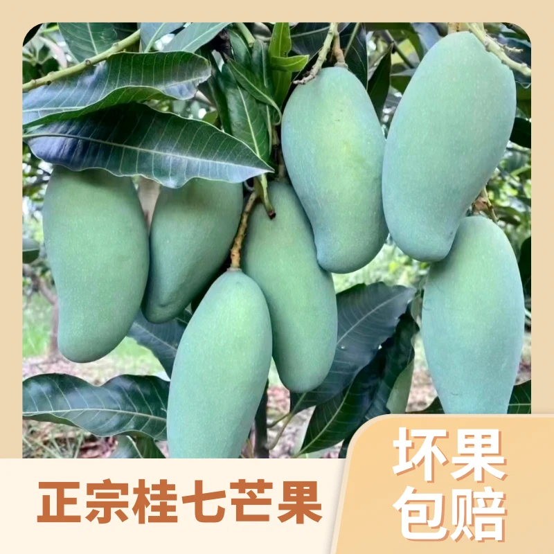 正宗广西桂七芒果原产地现发新鲜当季水果香甜多汁带礼盒5斤包邮