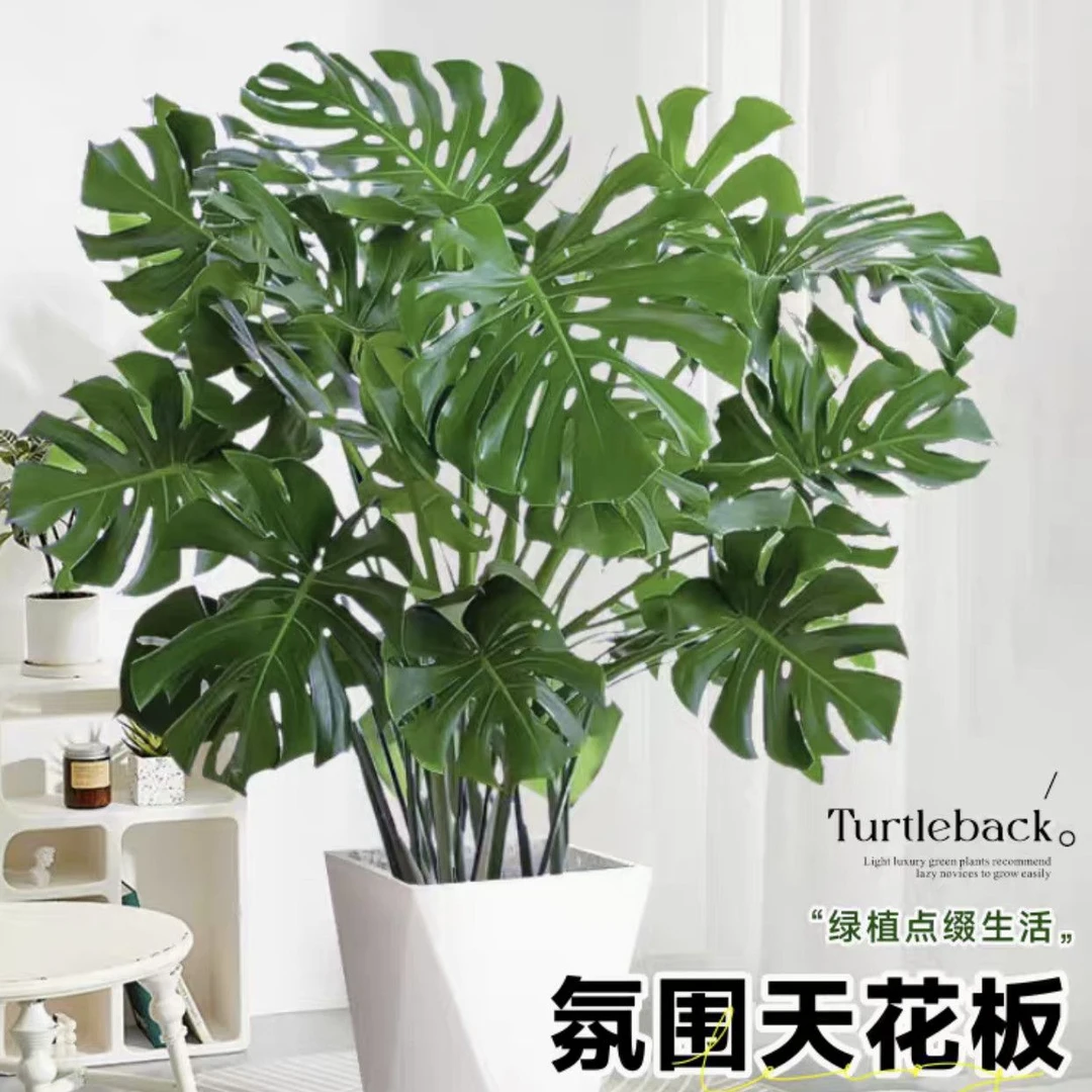 3苗老桩龟背竹高80-100CM以直播间为主