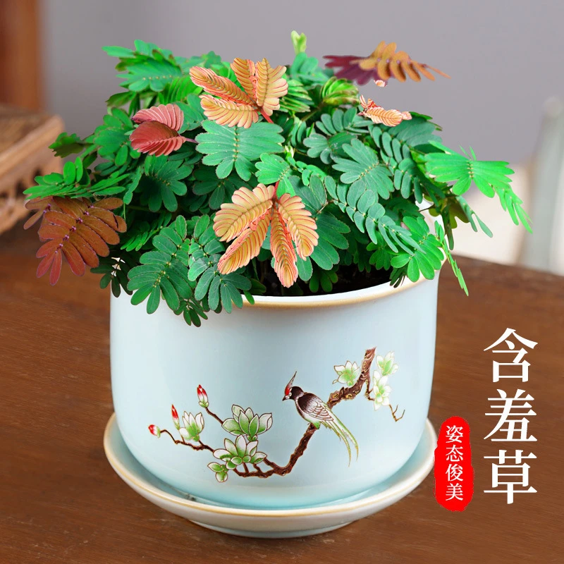 彩虹含羞草盆栽室内阳台好养活盆景彩色花卉幼儿园趣味奇异草绿植