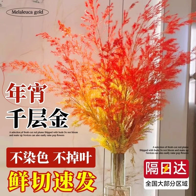 千层金鲜花香柳干花花束香松鲜切花绿植真花水培云南基地直发