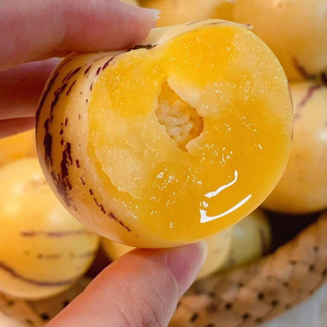 【诸葛妍】云南树上熟人参果 现采现摘 汁多味清甜