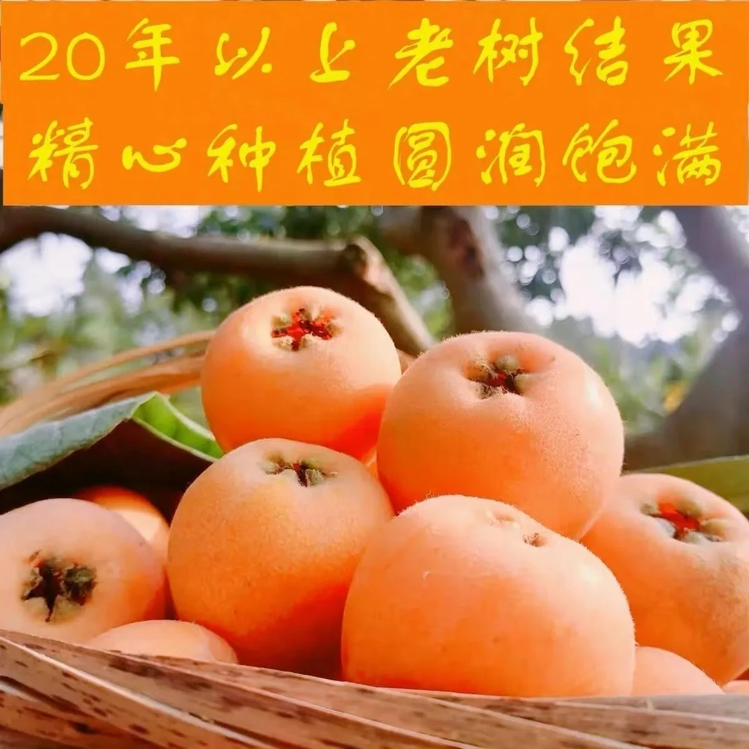 (中通快递)重庆奉节本地产五星鲜果枇杷香甜多汁现摘现发新鲜采摘