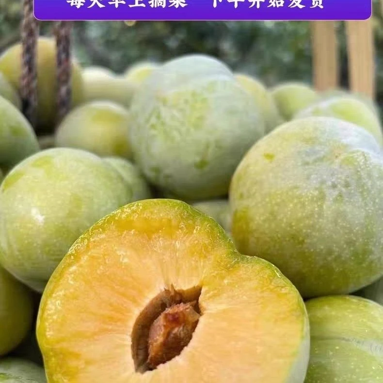 巫山脆李3斤5斤京东包邮