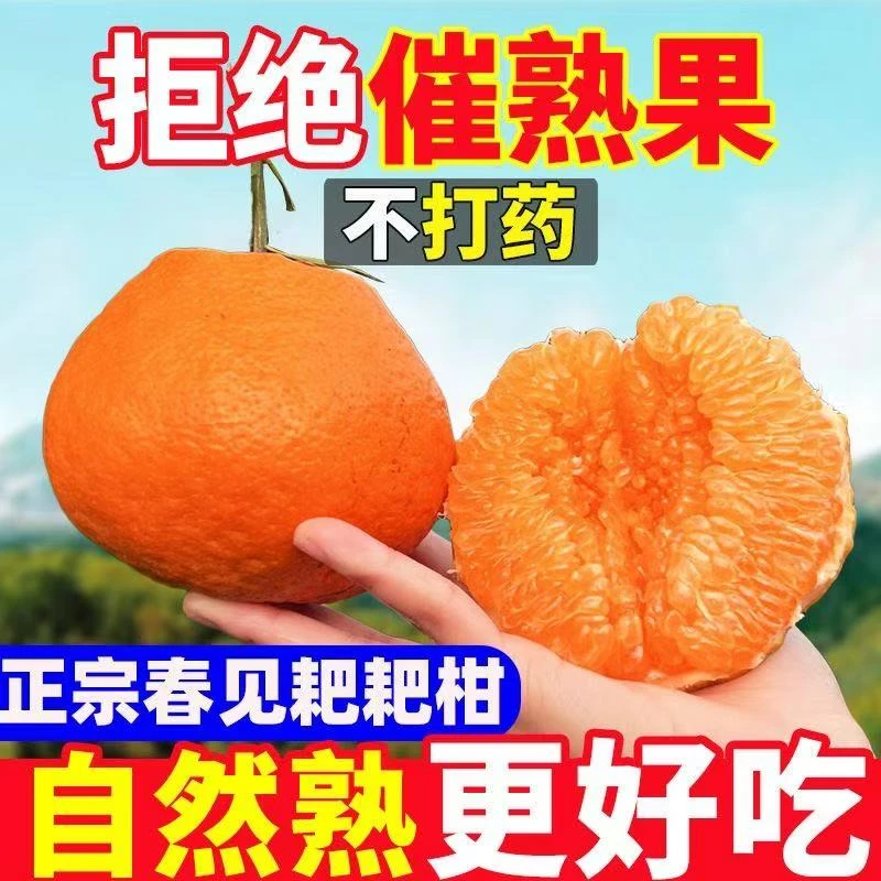 DDDG01四川春见耙耙柑橘子丑橘新鲜水果孕期水果应季当季粑粑柑