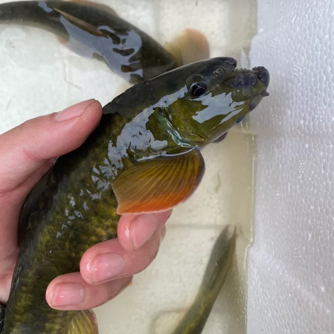 桥街墨头鱼活体稀有墨头鱼清洁鱼除藻鱼异形鱼冷水鱼清道夫底层鱼