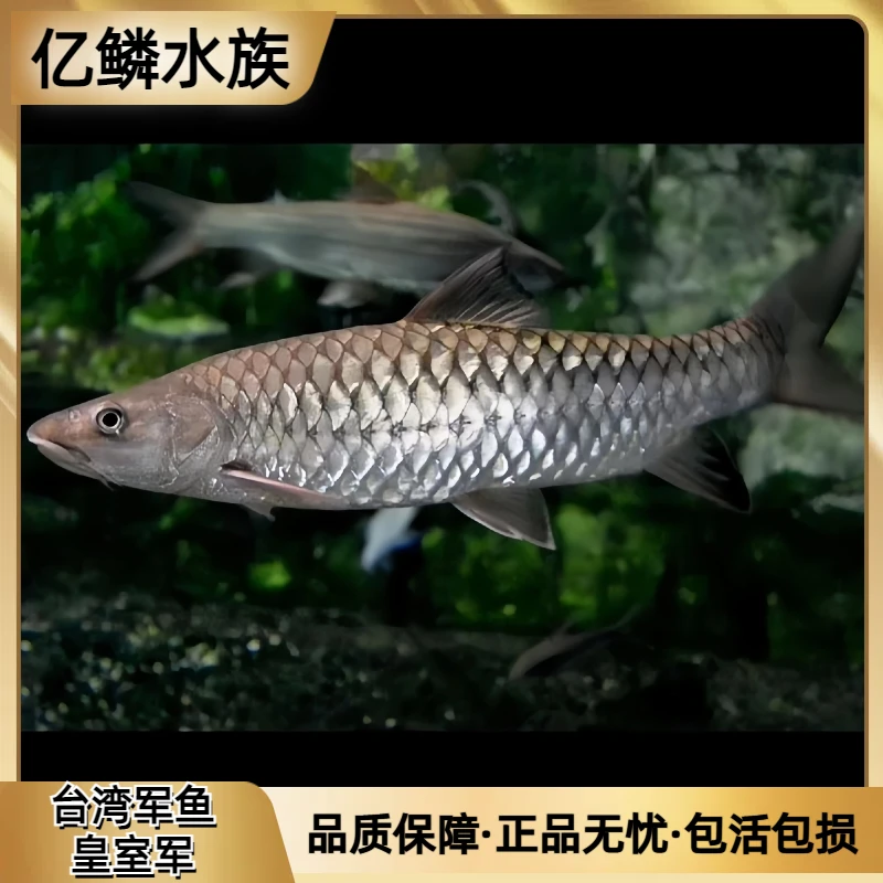 台湾军鱼新品种 皇室金结鱼头型军鱼身 皇室军鱼