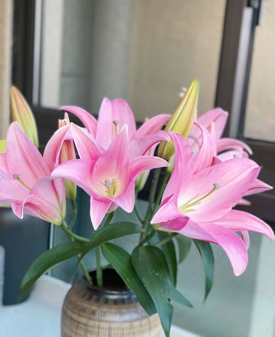 沈阳花店百合花，圆舞曲香水百合，冬季买花请下单保温棉