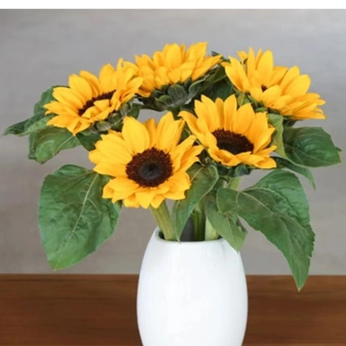 沈阳向日葵 东北向日葵花期更长，天冷下单不拍保温不发货