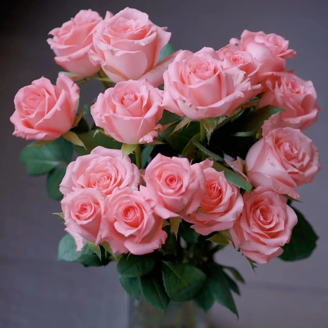 沈阳玫瑰，戴安娜玫瑰，鲜花店，东北发货，天冷下单不拍保温不发货